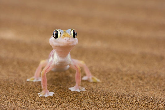 Le Gecko dans Tous ses États - The Cool Gecko