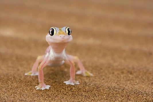 Le Gecko dans Tous ses États - The Cool Gecko